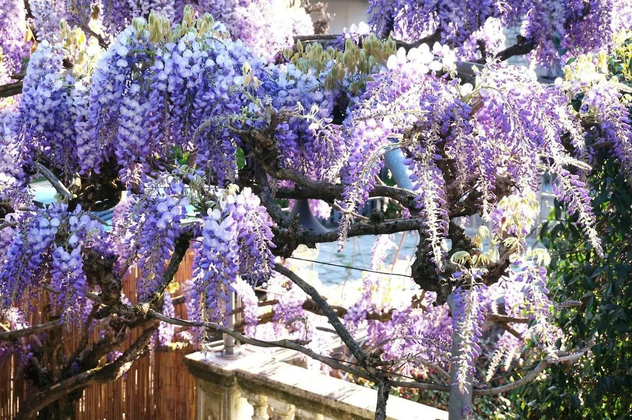 Il Glicine Di Lucca Apartment Italy